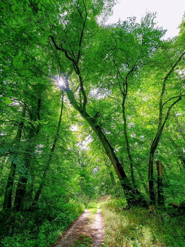Trees in the Colbitz Linden Forest in the Colbitz-Letzlinger Heide, Colbitz, Saxony-Anhalt, Germany, Europe
