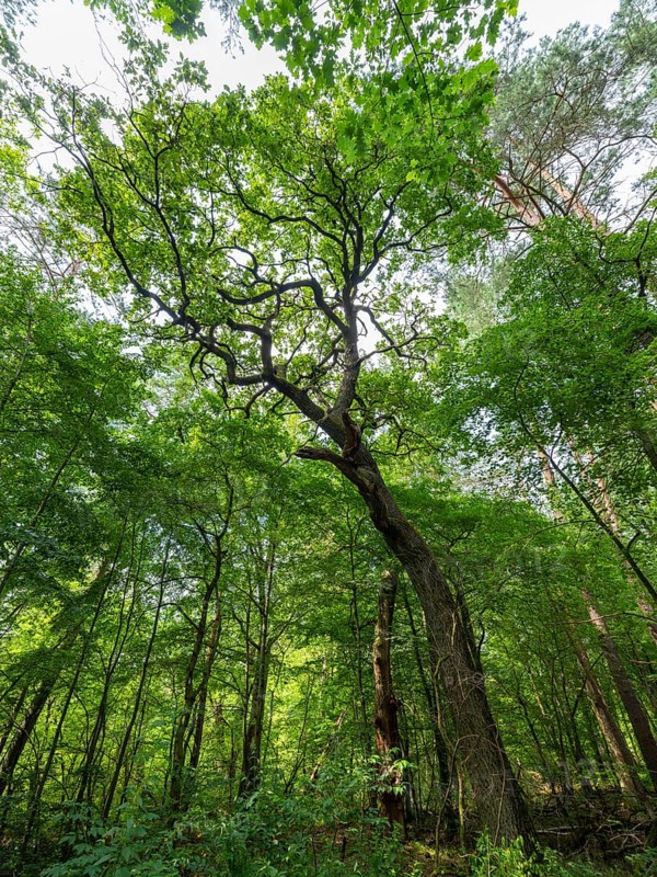 Trees in the Colbitz Linden Forest in the Colbitz-Letzlinger Heide, Colbitz, Saxony-Anhalt, Germany, Europe
