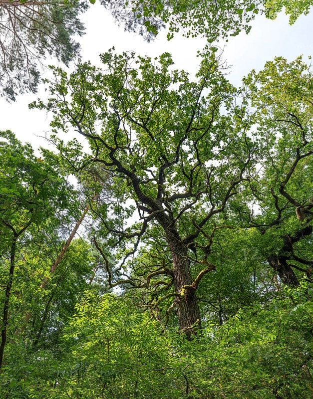 Trees in the Colbitz Linden Forest in the Colbitz-Letzlinger Heide, Colbitz, Saxony-Anhalt, Germany, Europe