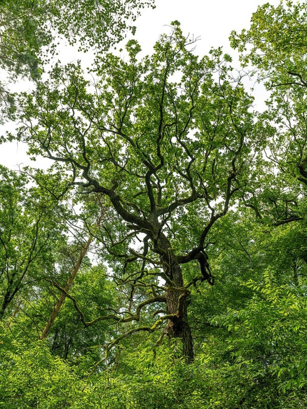 Trees in the Colbitz Linden Forest in the Colbitz-Letzlinger Heide, Colbitz, Saxony-Anhalt, Germany, Europe