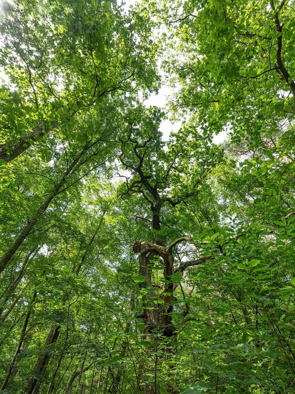 Trees in the Colbitz Linden Forest in the Colbitz-Letzlinger Heide, Colbitz, Saxony-Anhalt, Germany, Europe