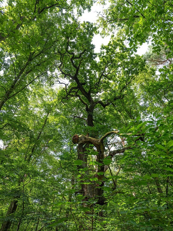 Trees in the Colbitz Linden Forest in the Colbitz-Letzlinger Heide, Colbitz, Saxony-Anhalt, Germany, Europe