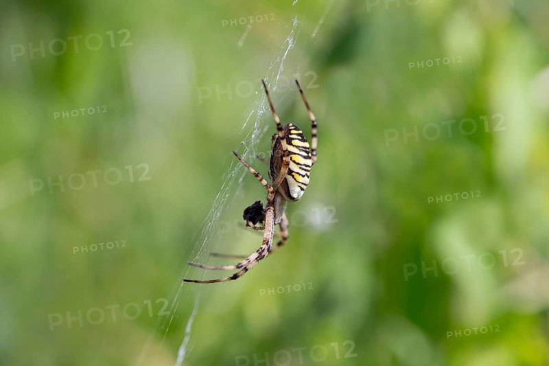 Wasp spider (Argiope bruennichi), in web with prey, North Rhine-Westphalia, Germany, Europe