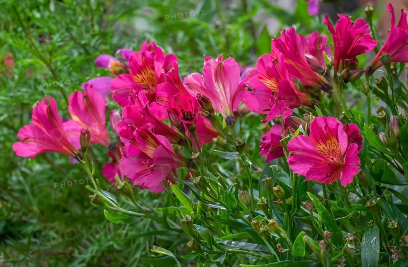 Peruvian lilies (Alstroemeria), North Rhine-Westphalia, Germany, Europe