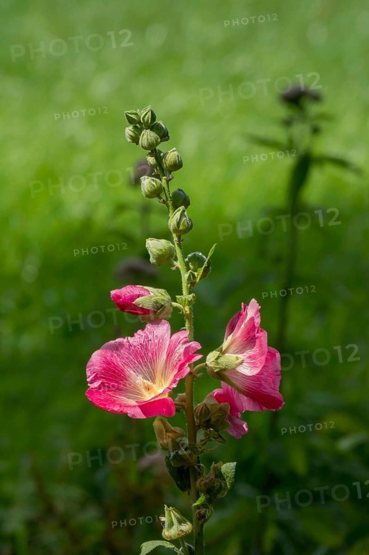 Common hollyhock (Alcea), North Rhine-Westphalia, Germany, Europe
