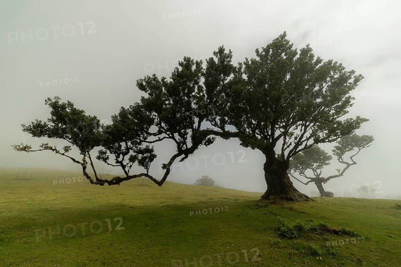 Tree in Fanal Enchanted Forest in Fog. Madeira, Portugal, Europe
