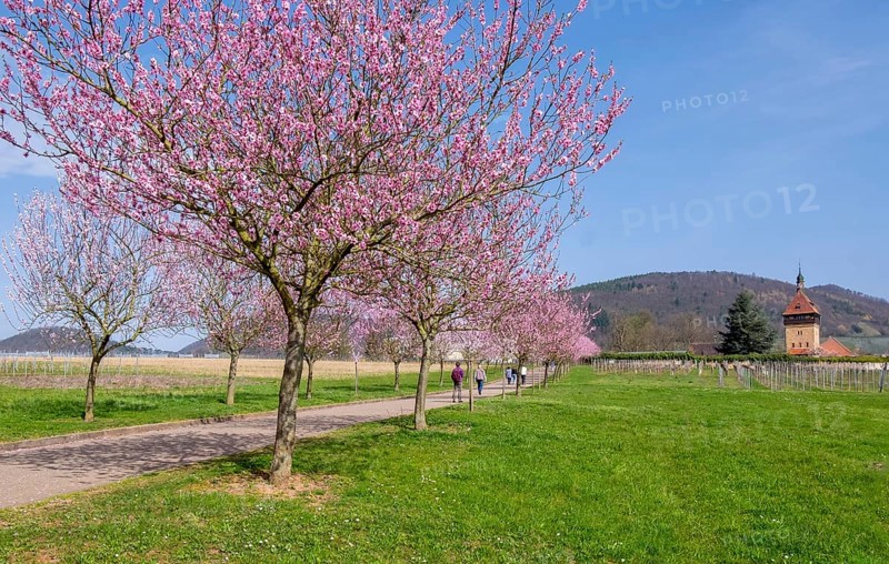 Almond tree (Prunus dulcis), Siebeldingen, German Wine Route, also Southern Wine Route, Southern Palatinate, Palatinate, Rhineland-Palatinate, Germany, Europe