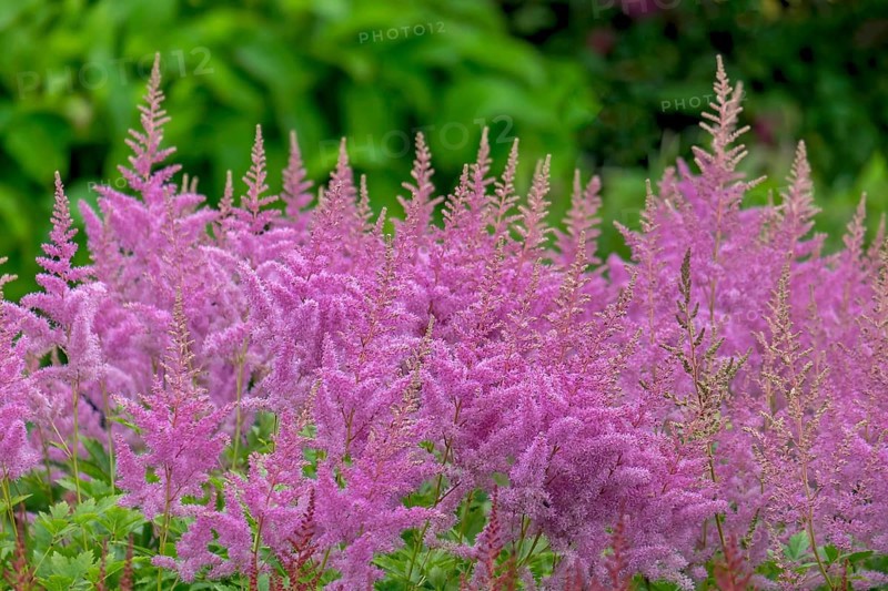 Astilbe, North Rhine-Westphalia, Germany, Europe