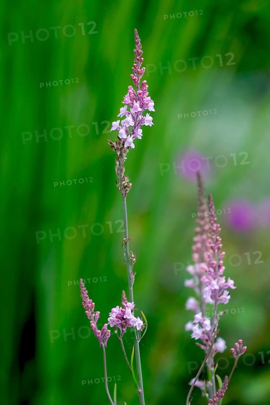Garden linaria (linaria purpurea), North Rhine-Westphalia, Germany, Europe