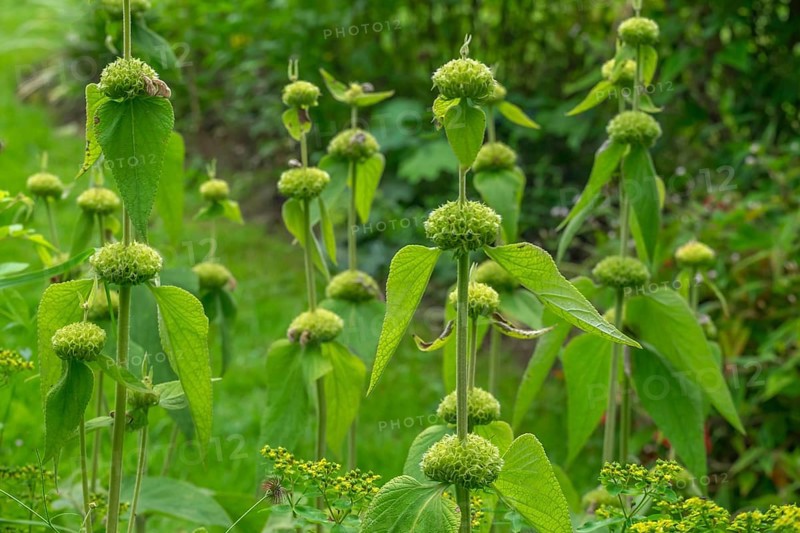 Fireweed or turkish sage (Phlomis russeliana), withered, Münsterland, North Rhine-Westphalia, Germany, Europe