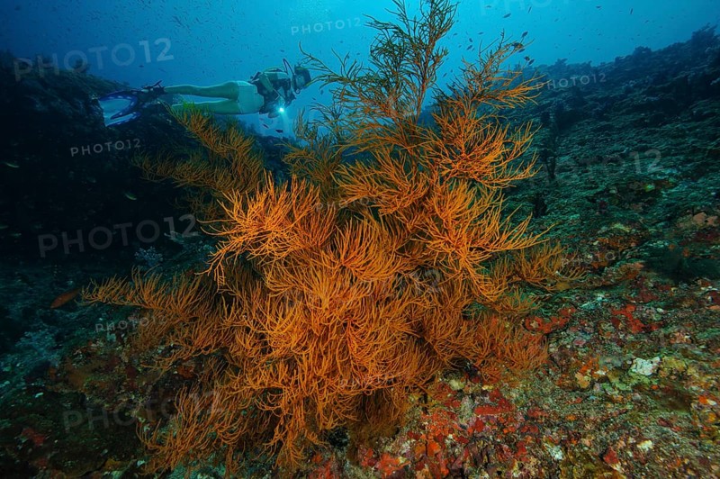 Black coral (Antipathes dichotoma) horn coral, in the background diver with underwater lamp at dive site Hin Daeng in Mu Koh Lanta Marine National Park Marine Park Nature Reserve, Indo-Pacific, Pacific Ocean, Indian Ocean, Thailand, Asia