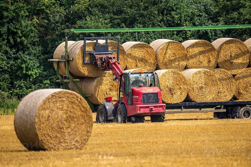 Straw bales, round bales, are loaded onto a trailer after the grain harvest, near Neuss North Rhine-Westphalia, Germany, Europe