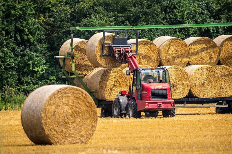 Straw bales, round bales, are loaded onto a trailer after the grain harvest, near Neuss North Rhine-Westphalia, Germany, Europe