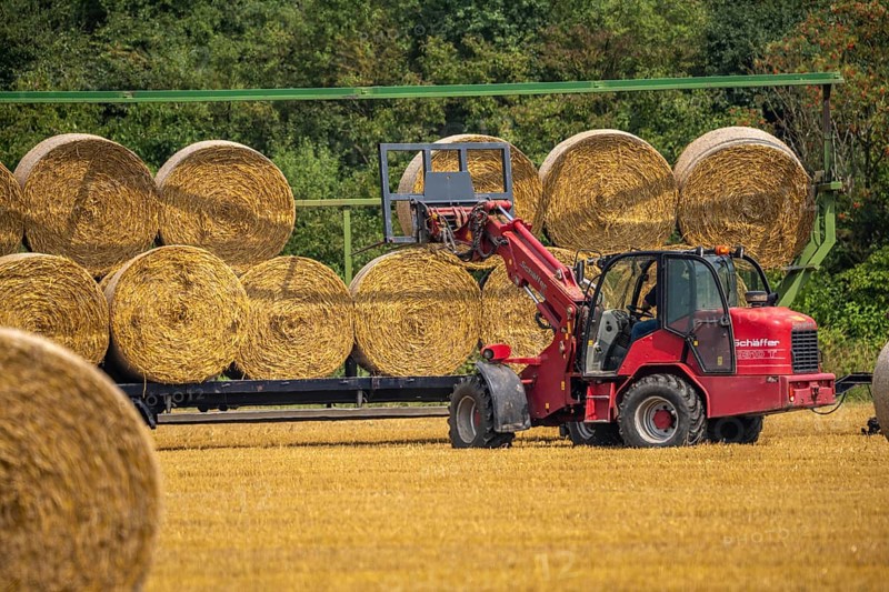Straw bales, round bales, are loaded onto a trailer after the grain harvest, near Neuss North Rhine-Westphalia, Germany, Europe