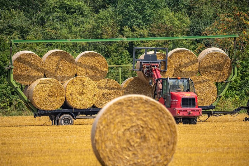 Straw bales, round bales, are loaded onto a trailer after the grain harvest, near Neuss North Rhine-Westphalia, Germany, Europe