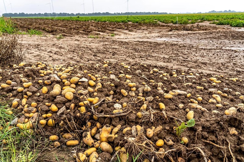 Potato field near Bedburg, flooded after heavy rainfall, many potato ridges drowned and the plants destroyed, the potatoes are rotting, crop failures, North Rhine-Westphalia, Germany, Europe