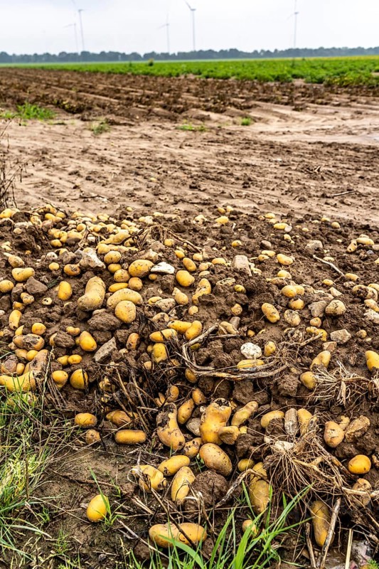 Potato field near Bedburg, flooded after heavy rainfall, many potato ridges drowned and the plants destroyed, the potatoes are rotting, crop failures, North Rhine-Westphalia, Germany, Europe