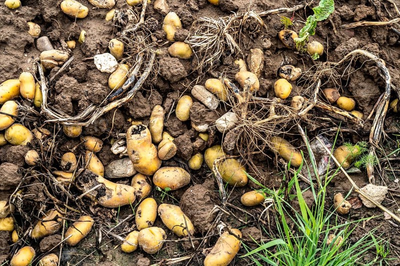 Potato field near Bedburg, flooded after heavy rainfall, many potato ridges drowned and the plants destroyed, the potatoes are rotting, crop failures, North Rhine-Westphalia, Germany, Europe