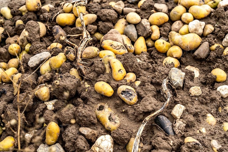 Potato field near Bedburg, flooded after heavy rainfall, many potato ridges drowned and the plants destroyed, the potatoes are rotting, crop failures, North Rhine-Westphalia, Germany, Europe