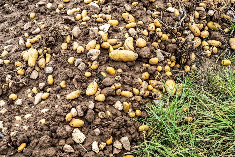 Potato field near Bedburg, flooded after heavy rainfall, many potato ridges drowned and the plants destroyed, the potatoes are rotting, crop failures, North Rhine-Westphalia, Germany, Europe