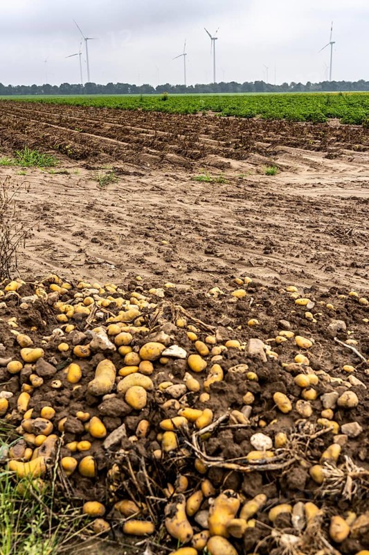 Potato field near Bedburg, flooded after heavy rainfall, many potato ridges drowned and the plants destroyed, the potatoes are rotting, crop failures, North Rhine-Westphalia, Germany, Europe