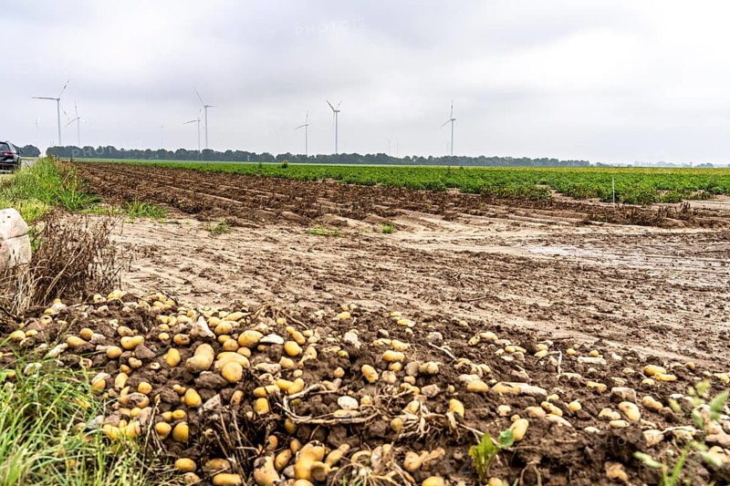 Potato field near Bedburg, flooded after heavy rainfall, many potato ridges drowned and the plants destroyed, the potatoes are rotting, crop failures, North Rhine-Westphalia, Germany, Europe