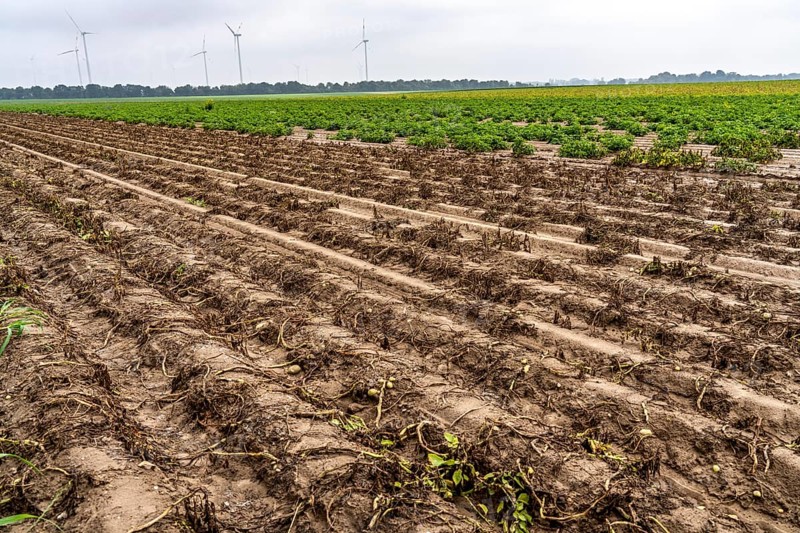 Potato field near Bedburg, flooded after heavy rainfall, many potato ridges drowned and the plants destroyed, the potatoes are rotting, crop failures, North Rhine-Westphalia, Germany, Europe