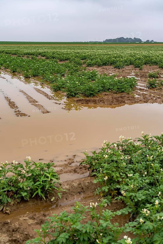Potato field near Bedburg, flooded after heavy rainfall, many potato ridges drowned and the plants destroyed, crop failures, North Rhine-Westphalia, Germany, Europe