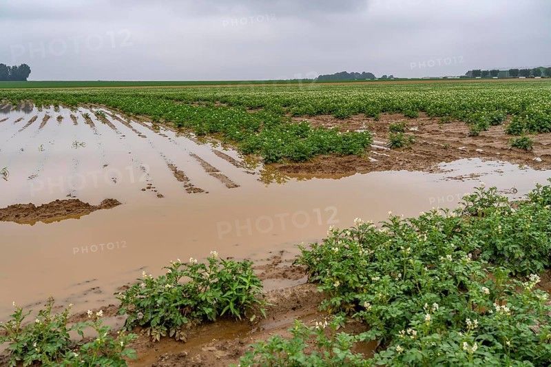 Potato field near Bedburg, flooded after heavy rainfall, many potato ridges drowned and the plants destroyed, crop failures, North Rhine-Westphalia, Germany, Europe