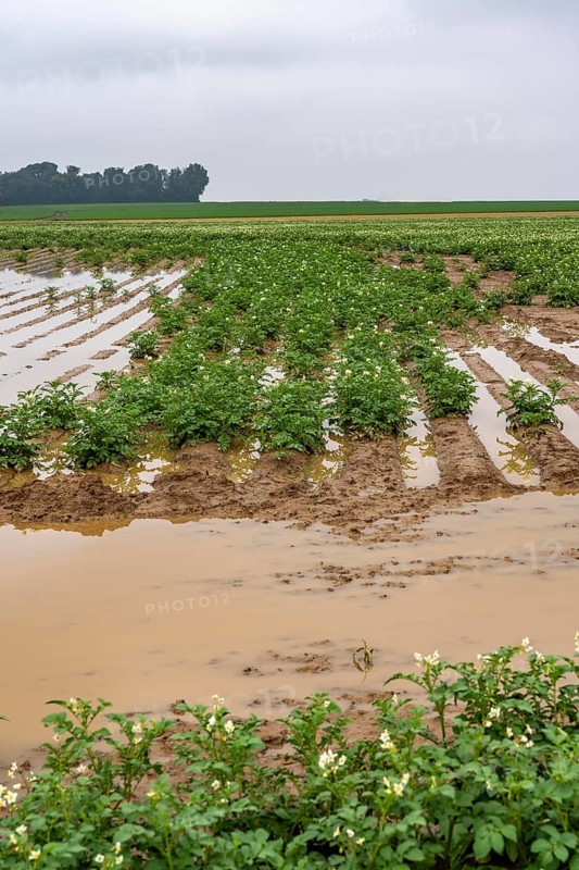 Potato field near Bedburg, flooded after heavy rainfall, many potato ridges drowned and the plants destroyed, crop failures, North Rhine-Westphalia, Germany, Europe