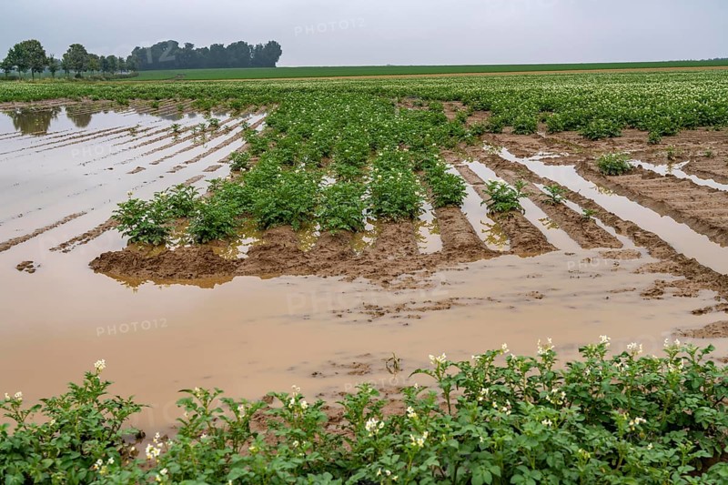 Potato field near Bedburg, flooded after heavy rainfall, many potato ridges drowned and the plants destroyed, crop failures, North Rhine-Westphalia, Germany, Europe