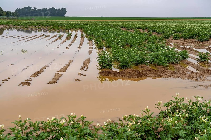 Potato field near Bedburg, flooded after heavy rainfall, many potato ridges drowned and the plants destroyed, crop failures, North Rhine-Westphalia, Germany, Europe