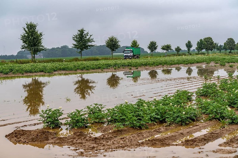 Potato field near Bedburg, flooded after heavy rainfall, many potato ridges drowned and the plants destroyed, crop failures, North Rhine-Westphalia, Germany, Europe