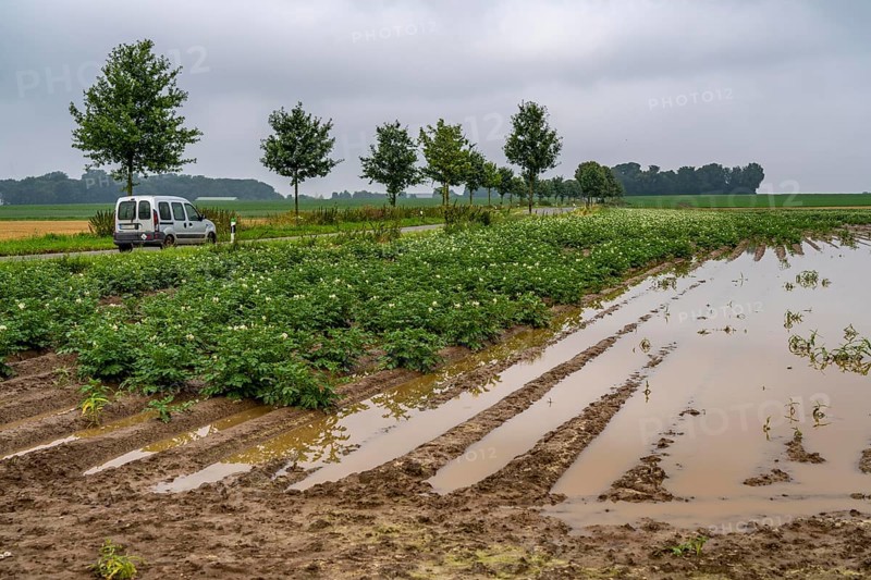 Potato field near Bedburg, flooded after heavy rainfall, many potato ridges drowned and the plants destroyed, crop failures, North Rhine-Westphalia, Germany, Europe