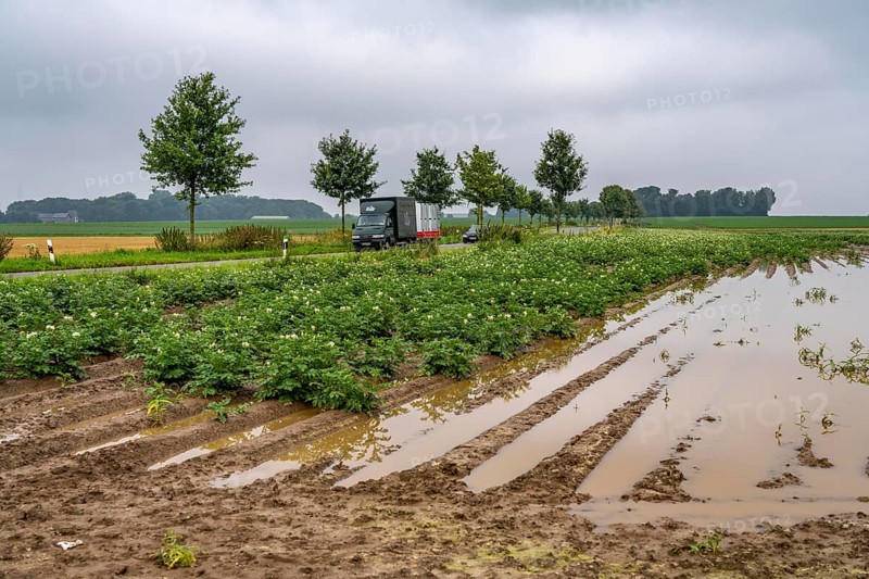 Potato field near Bedburg, flooded after heavy rainfall, many potato ridges drowned and the plants destroyed, crop failures, North Rhine-Westphalia, Germany, Europe