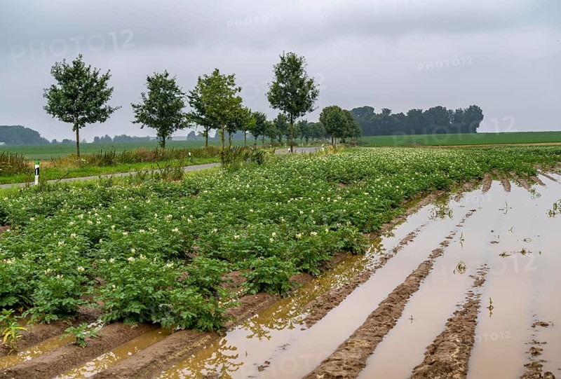 Potato field near Bedburg, flooded after heavy rainfall, many potato ridges drowned and the plants destroyed, crop failures, North Rhine-Westphalia, Germany, Europe