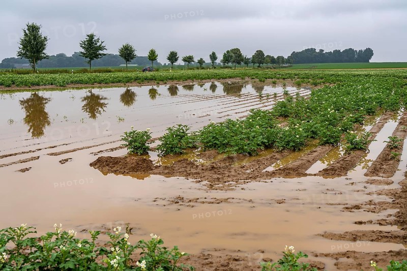 Potato field near Bedburg, flooded after heavy rainfall, many potato ridges drowned and the plants destroyed, crop failures, North Rhine-Westphalia, Germany, Europe