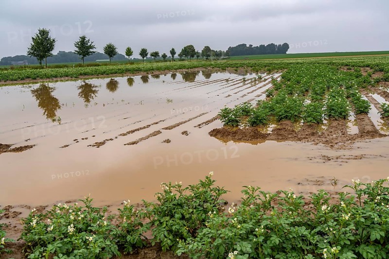 Potato field near Bedburg, flooded after heavy rainfall, many potato ridges drowned and the plants destroyed, crop failures, North Rhine-Westphalia, Germany, Europe
