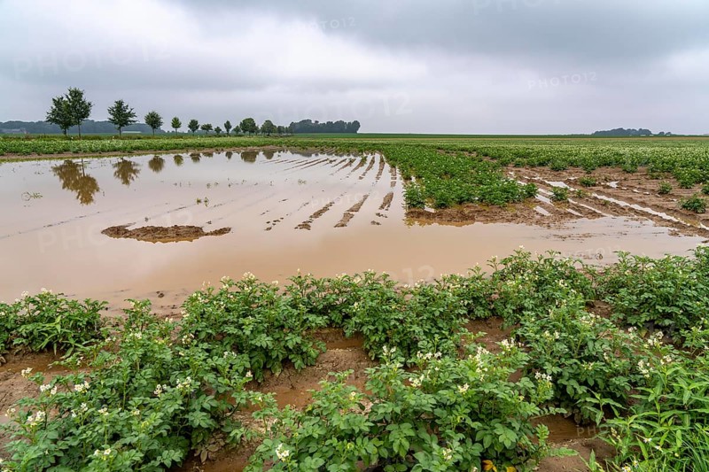 Potato field near Bedburg, flooded after heavy rainfall, many potato ridges drowned and the plants destroyed, crop failures, North Rhine-Westphalia, Germany, Europe