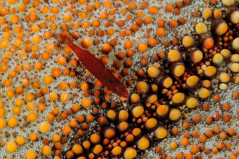 Close-up of rusty red splendour starfish shrimp (Zenopontonia soror) (Periclimenes soror) lives on yellow orange tropical spiny cushion star (Culcita novaeguineae) Eastern cushion starfish New Guinea cushion star, Pacific, Philippines, Micronesia, Hawaii, Great Barrier Reef Reef, Asia