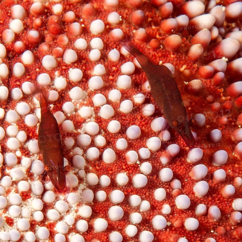 Close-up of pair of rusty red splendour starfish shrimp (Zenopontonia soror) (Periclimenes soror) living on red and white tropical spiny cushion star (Culcita novaeguineae) Eastern cushion starfish New Guinea cushion star, Pacific, Philippines, Micronesia, Hawaii, Great Barrier Reef Reef, Asia