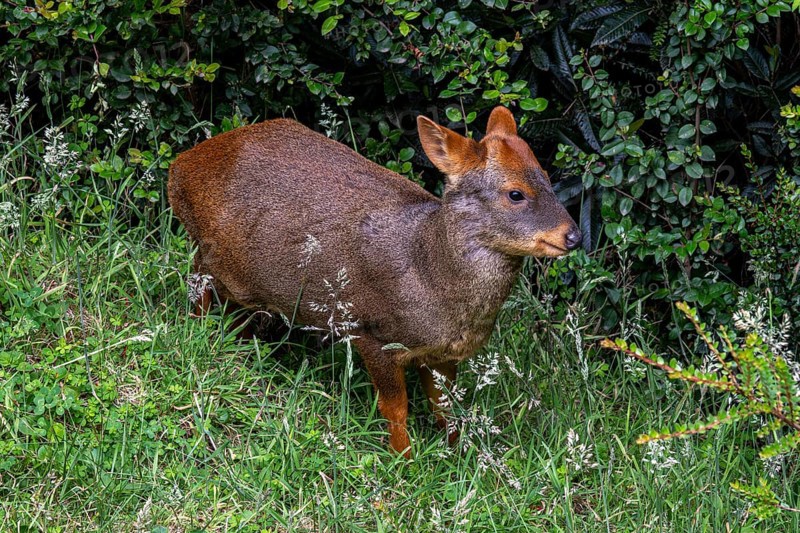 Southern pudu (P. puda), Parque Tepuhueico, Chiloe, Chile, South America