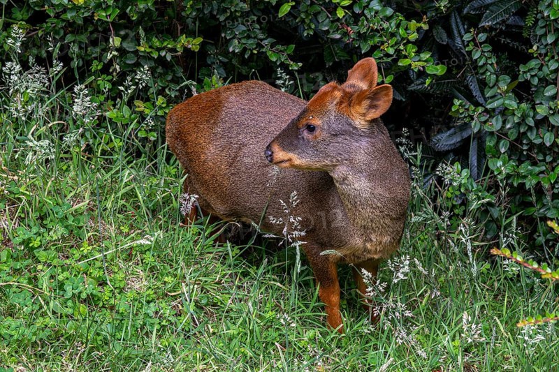 Southern pudu (P. puda), Parque Tepuhueico, Chiloe, Chile, South America