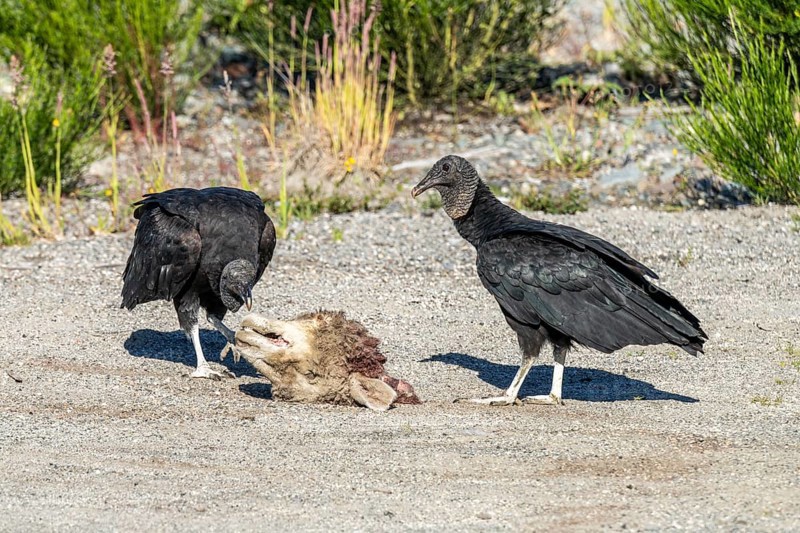 Black vultures (Coragyps atratus) eat a sheeps head, Chaiten, Carretera Austral, Chile, South America