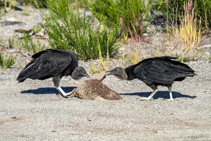 Black vultures (Coragyps atratus) eat a sheeps head, Chaiten, Carretera Austral, Chile, South America