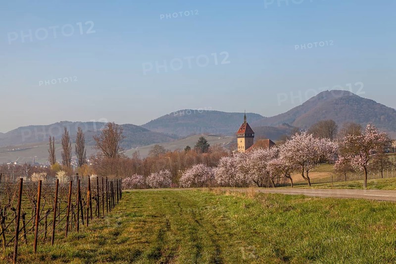 Almond tree blossom, almond tree (Prunus dulcis), Siebeldingen, German Wine Route, also Southern Wine Route, Southern Palatinate, Palatinate, Rhineland-Palatinate, Germany, Europe
