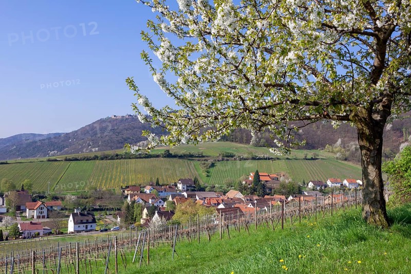 View of the wine village of Leinsweiler, German or Southern Wine Route, Southern Palatinate, Rhineland-Palatinate, Germany, Europe