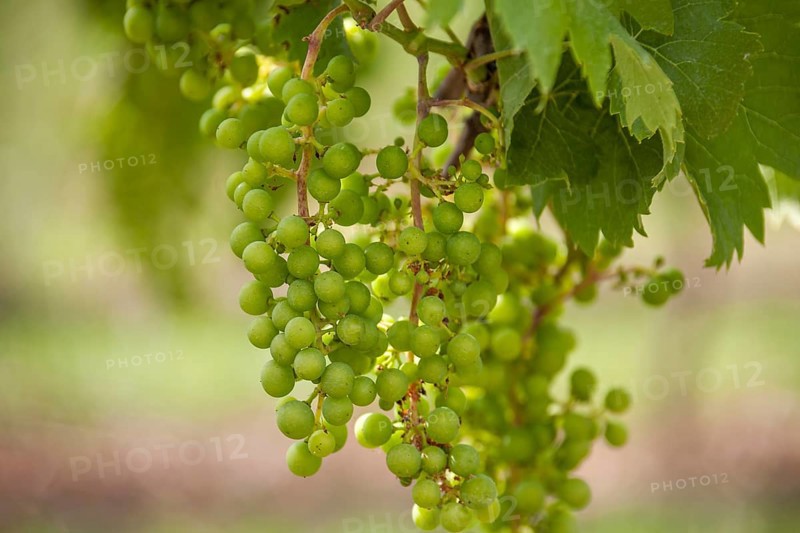 Unripe white wine grapes in summer, Southern Palatinate, Palatinate, Rhineland-Palatinate, Germany, Europe