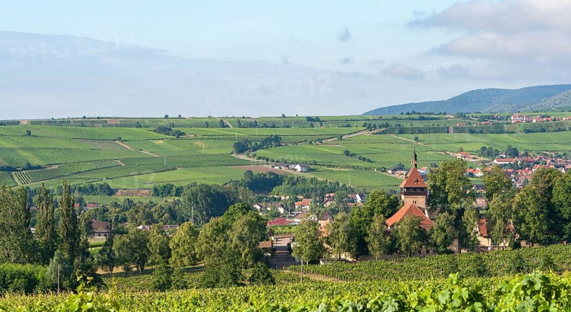 View of the Geilweilerhof in summer, Siebeldingen, German or Southern Wine Route, Southern Palatinate, Palatinate, Rhineland-Palatinate, Germany, Europe