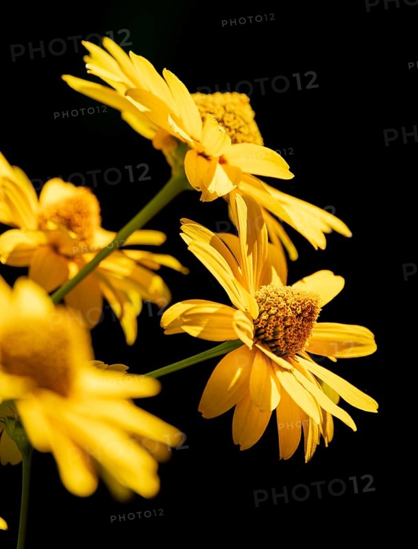 Flowers of the heliopsis in sunlight against a black background, Neunkirchen, Lower Austria, Austria, Europe